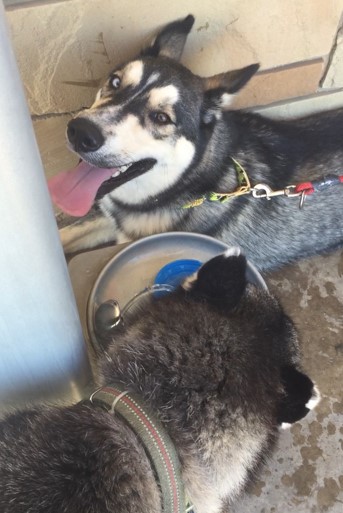 Husky dogs