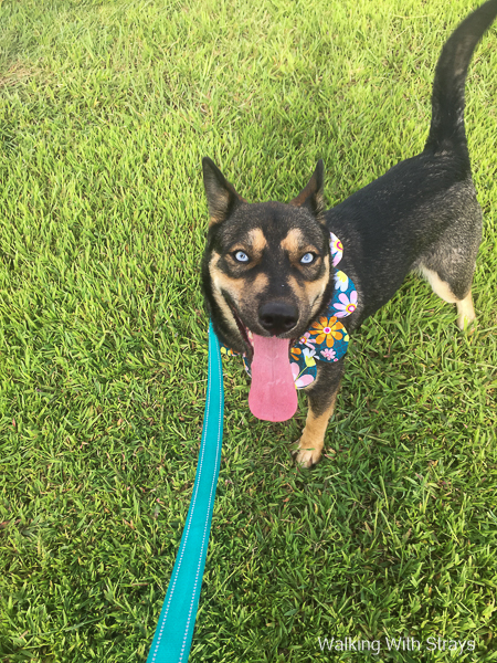 DFW Animal Shelter