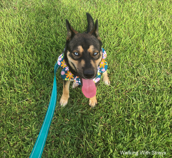 German Shepherd Dog