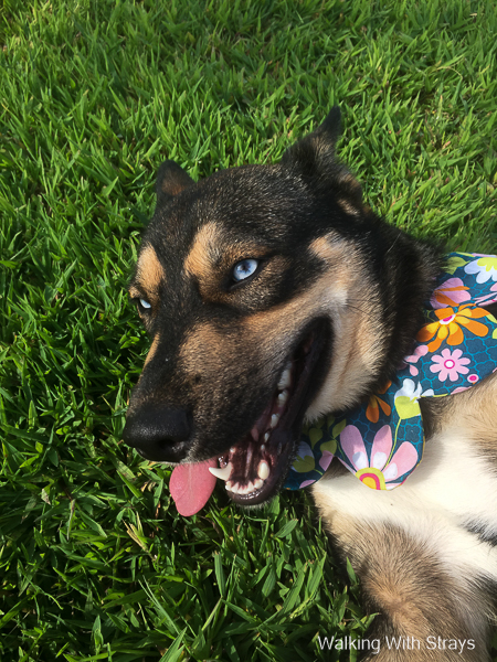 Dogs in Grand Prairie Tx