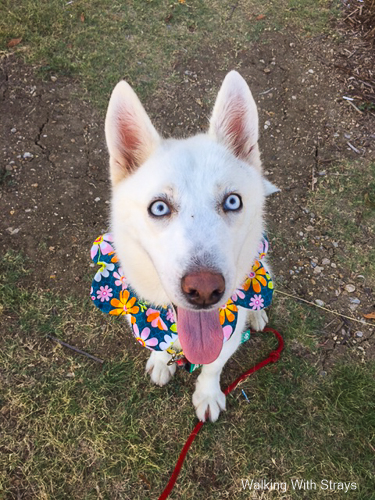 white husky dog