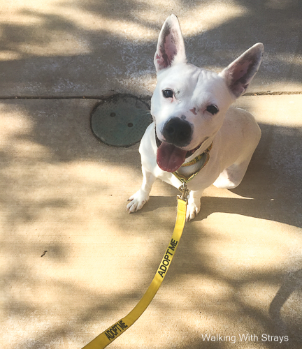 animal shelter dog