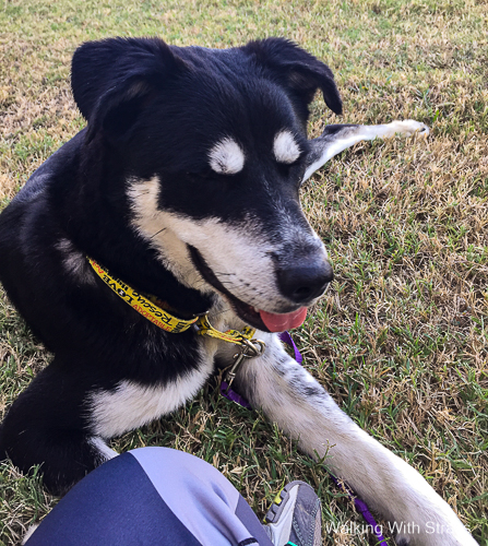 mixed breed shelter dog