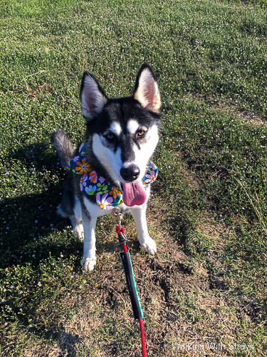 husky dog