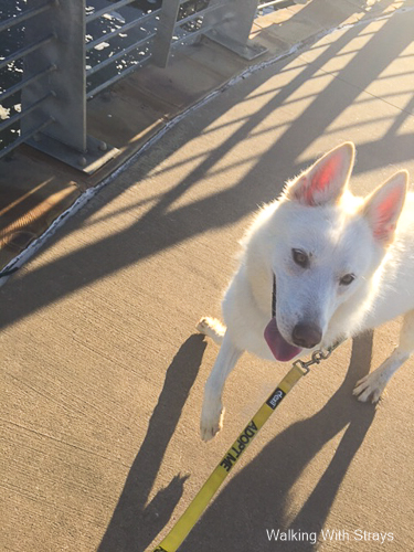 White Husky dog breed