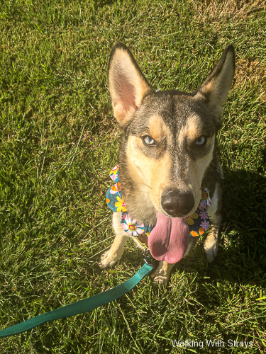 Siberian Husky mix