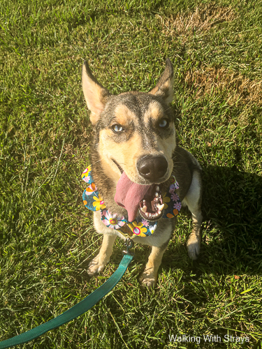 Siberian Husky mix