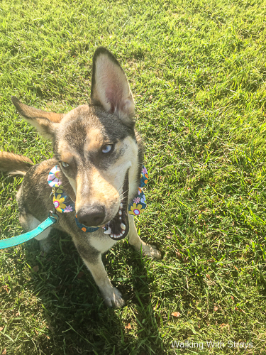 Siberian Husky mix