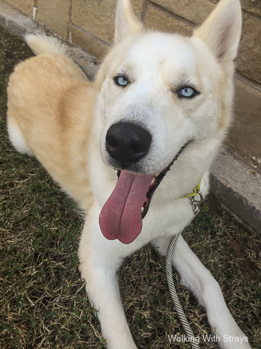 Siberian Husky Mix with icy blue eyes