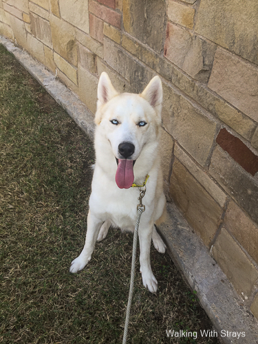 Siberian Husky Mix