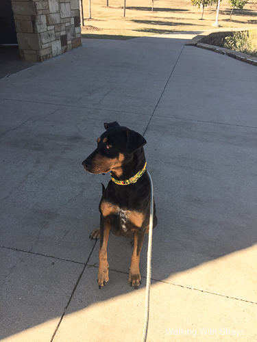 Doberman Pinscher mix with cherry eye