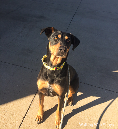 Doberman Pinscher mix