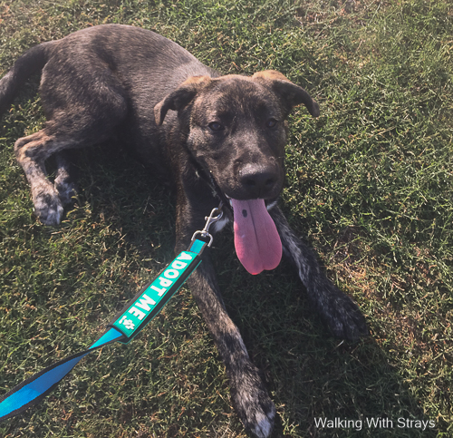 Shelter animal dog