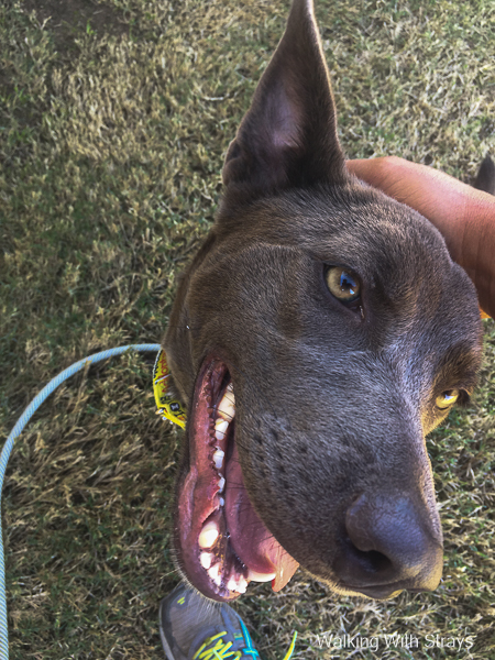Australian Kelpie mix