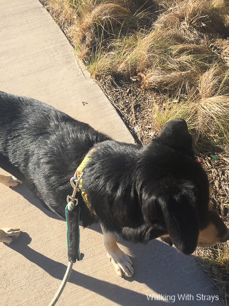 Stray dog GP Texas