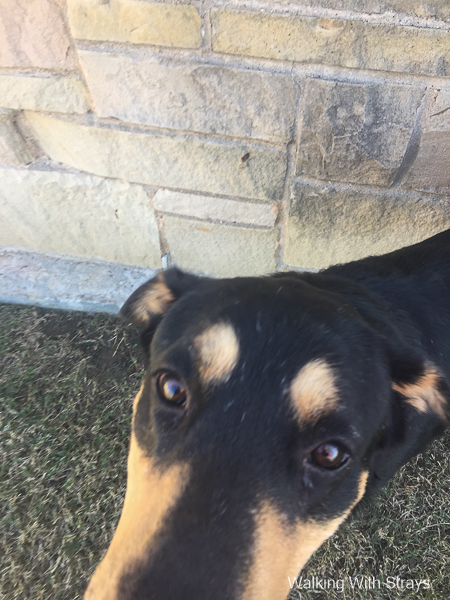 Shelter Dogs in DFW
