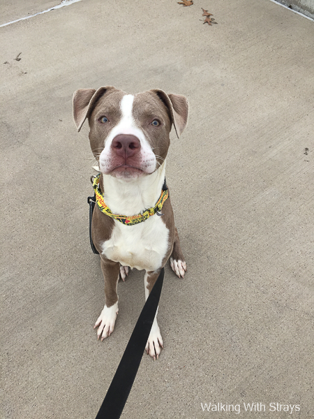 DFW Animal Shelter Dogs