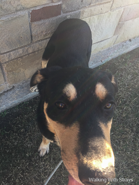 Grand Prairie Animal Shelter