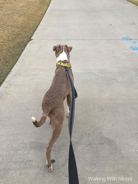 American Staffordshire Terrier mix