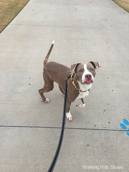 Dogs in Grand Prairie Tx