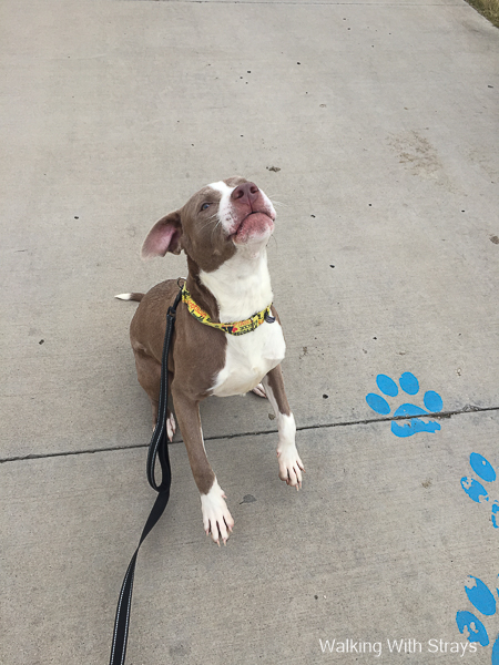 Pit Bull