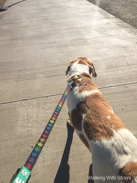 Animal Shelter Dog