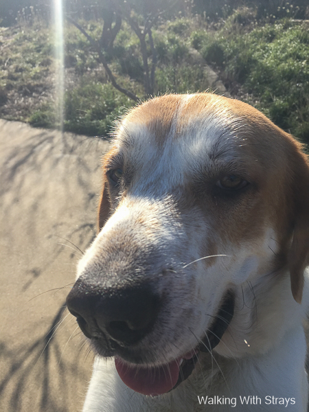 St. Bernard–Pyrenees mix