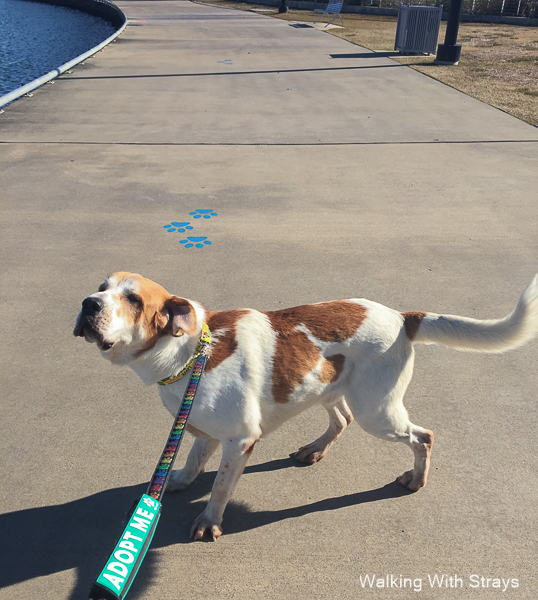 Animal Shelter In DFW Area