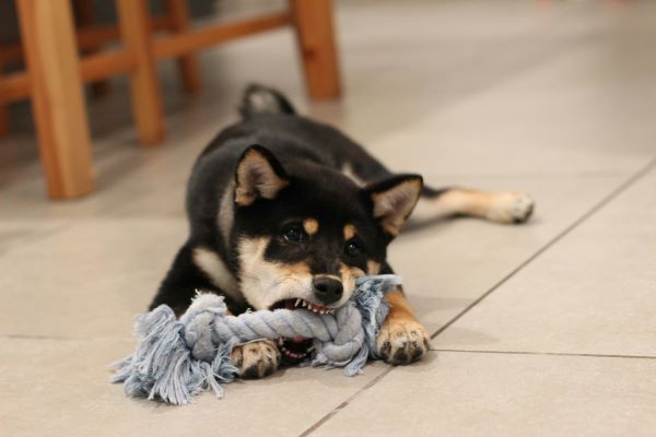 Dog with rope in mouth