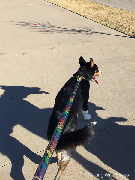 DFW Animal Shelter