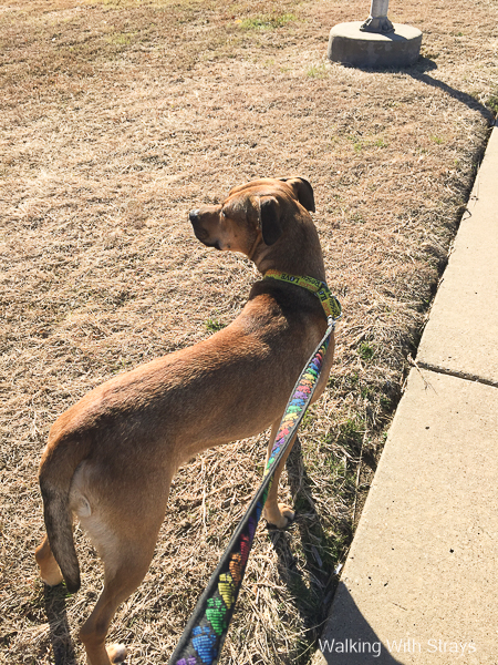 American Staffordshire Terrier mix