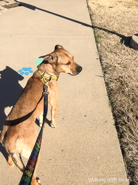 Animal Shelter DFW