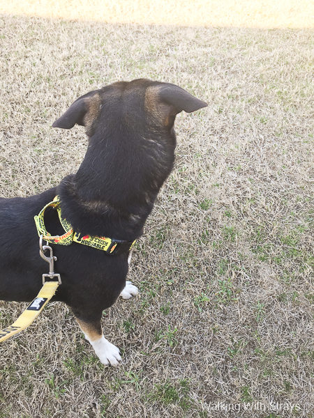 German Shepherd mix