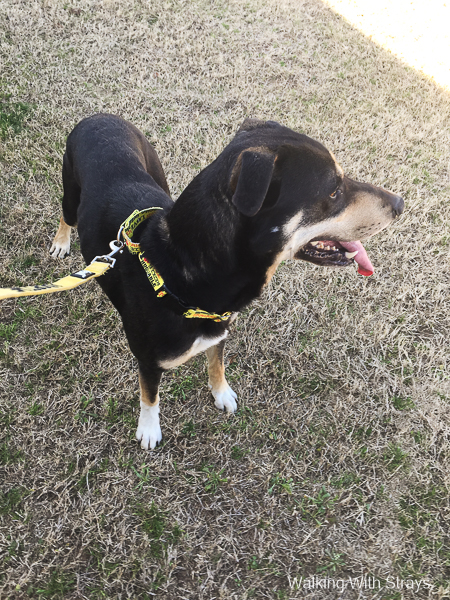 Dogs of dallas