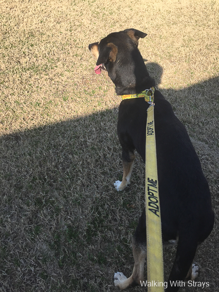 DFW Animal shelter