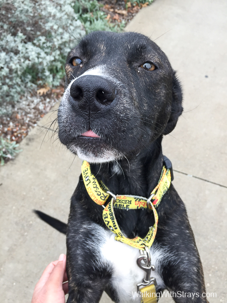 American Staffordshire Terrier mix wants a hug