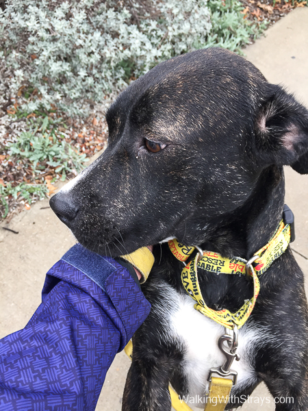 Friendly American Staffordshire Terrier mix