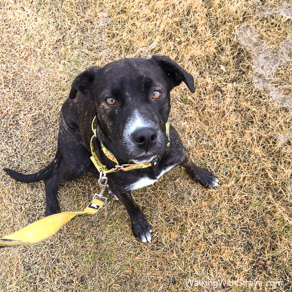 American Staffordshire Terrier mix