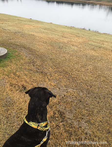 Dog in Grand Prairie Tx