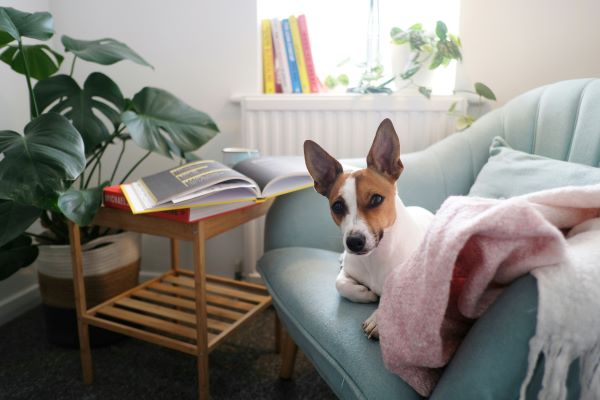 bringing home a rescue dog
