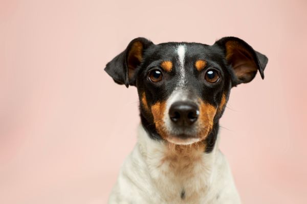 what to look for when adopting a dog