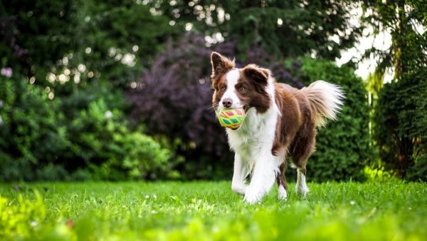 how to choose a dog from a shelter
